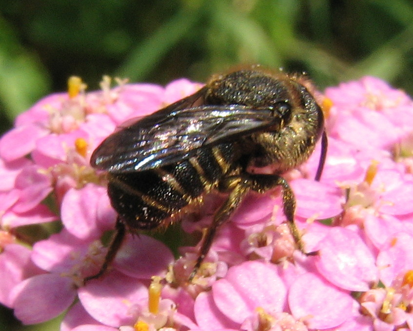 Apina scura: Apidae Megachilinae