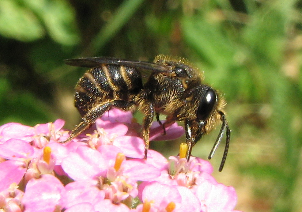 Apina scura: Apidae Megachilinae