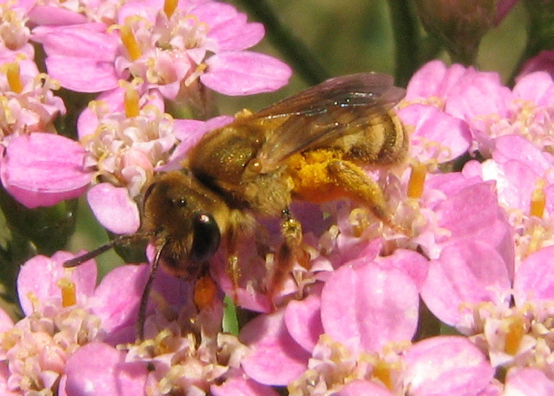 Halictus (Vestitohalictus) sp. F (Apidae Halictinae)