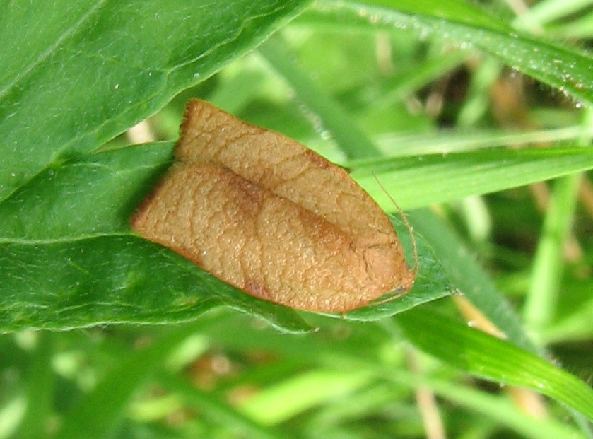 farfallina mimetica - Tortricidae