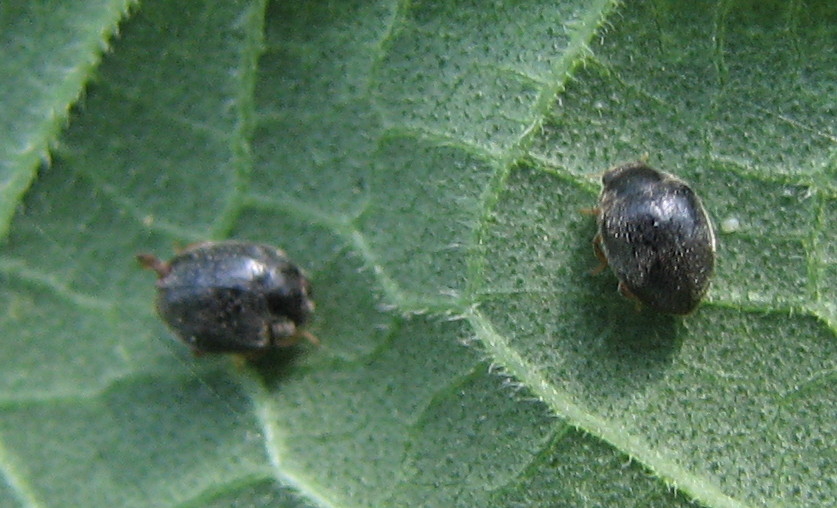 coleotterino nero: Coccinellidae scimnino