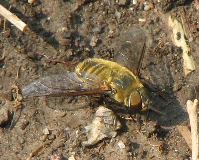 Bombylius?