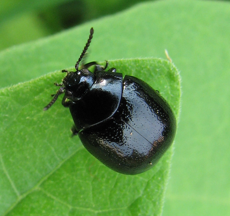 Chrysolina haemoptera?