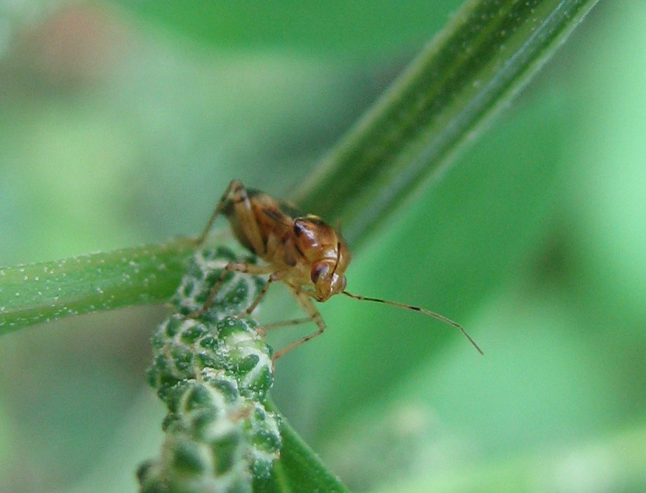 Miridae: Liocoris tripustulatus della Lombardia