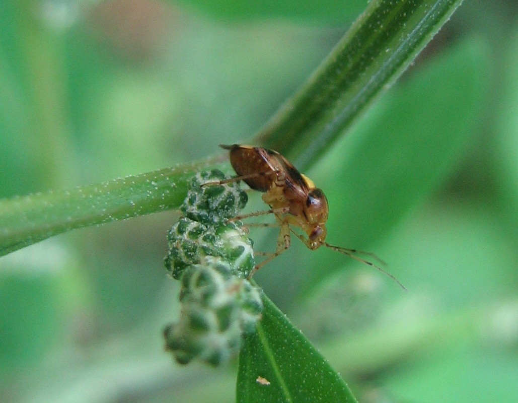 Miridae: Liocoris tripustulatus della Lombardia