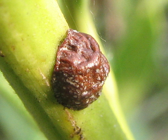 coleottero? [Saissetia olae]