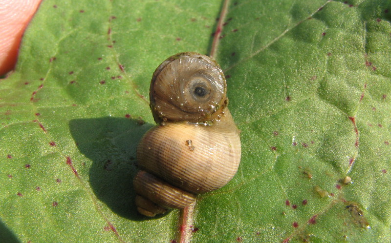 chiocciolina allungata [Pomatias elegans]
