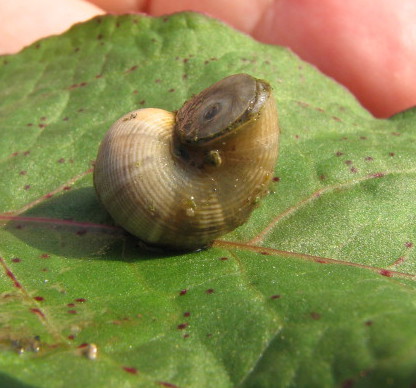 chiocciolina allungata [Pomatias elegans]
