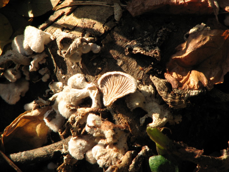 fungo da determinare 2