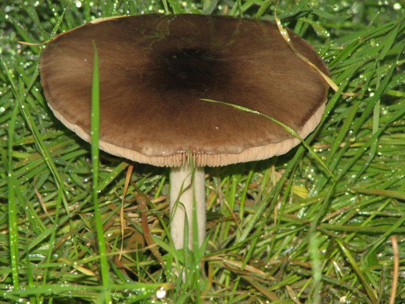 fungo da determinare 1