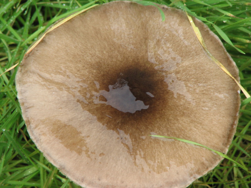 fungo da determinare 1