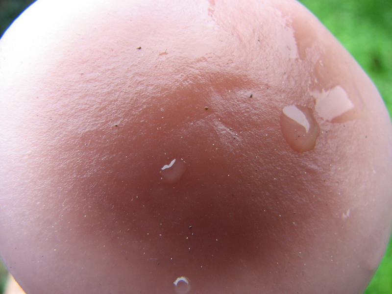 fungo chiaro un po'' violaceo