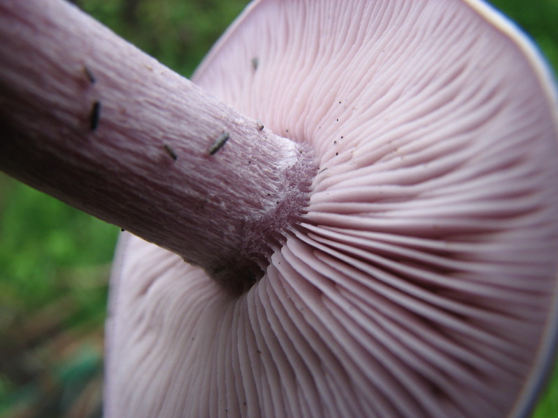 fungo chiaro un po'' violaceo