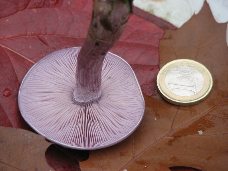 fungo chiaro un po'' violaceo