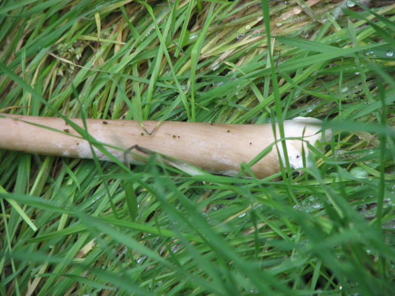 fungo da determinare 1