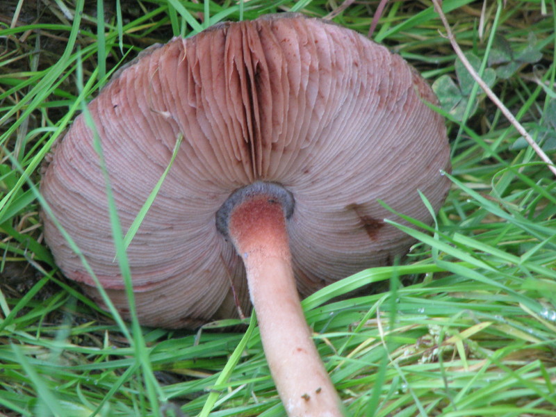 fungo da determinare 1