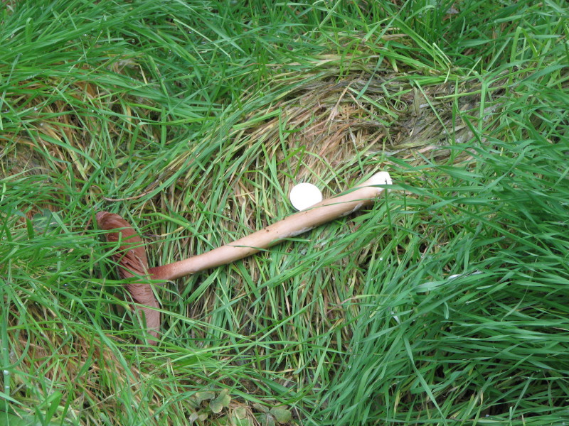 fungo da determinare 1