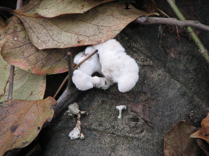 fungo da determinare 2