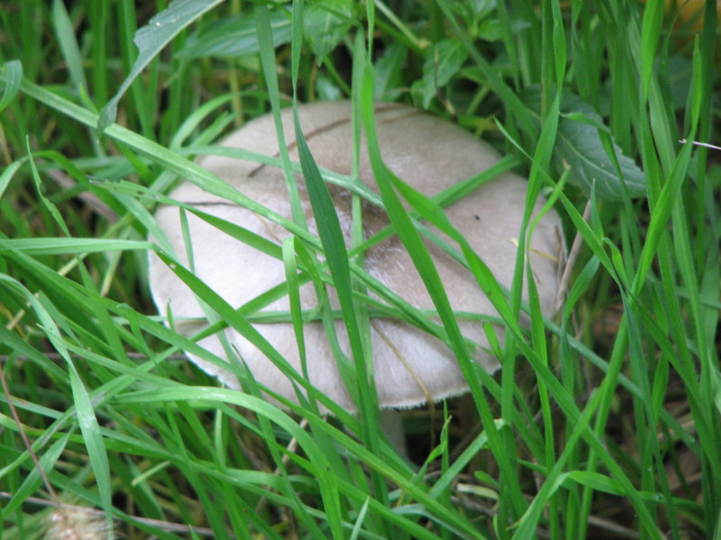 fungo da determinare 1