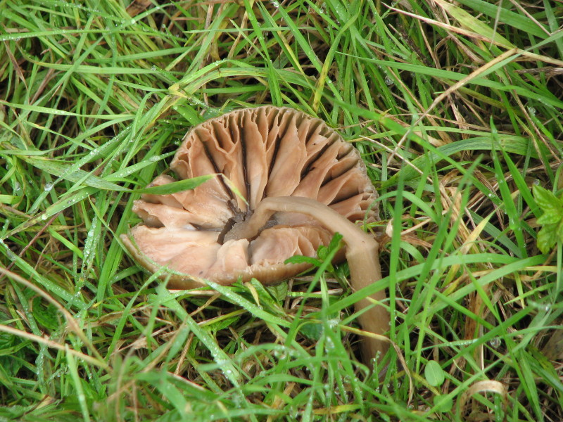 fungo da determinare 1