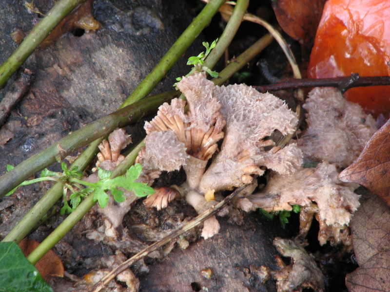 fungo da determinare 2