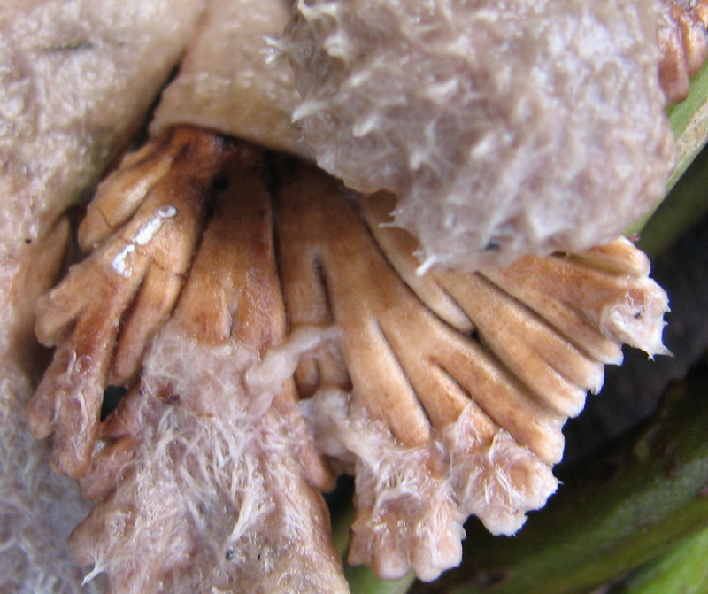 fungo da determinare 2