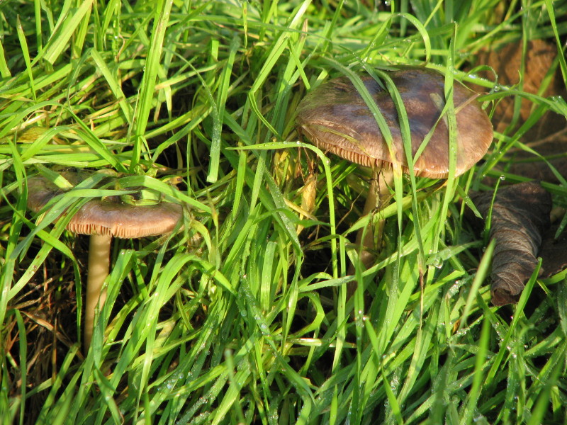 fungo da determinare 1