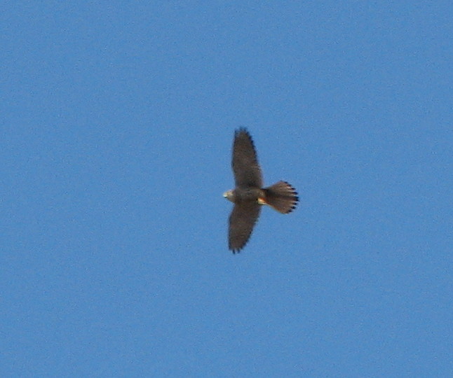rapace alto lass...