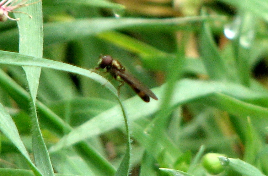Melanostoma sp. (Syrphidae).