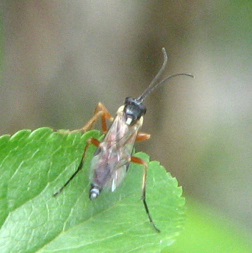 Imenotteri vari