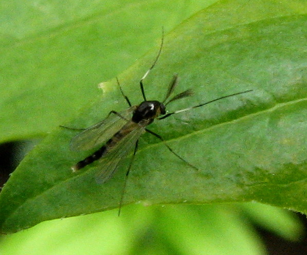 Chironomide