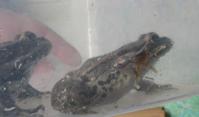 Rospo? - Rana verde (Pelophylax sp.)