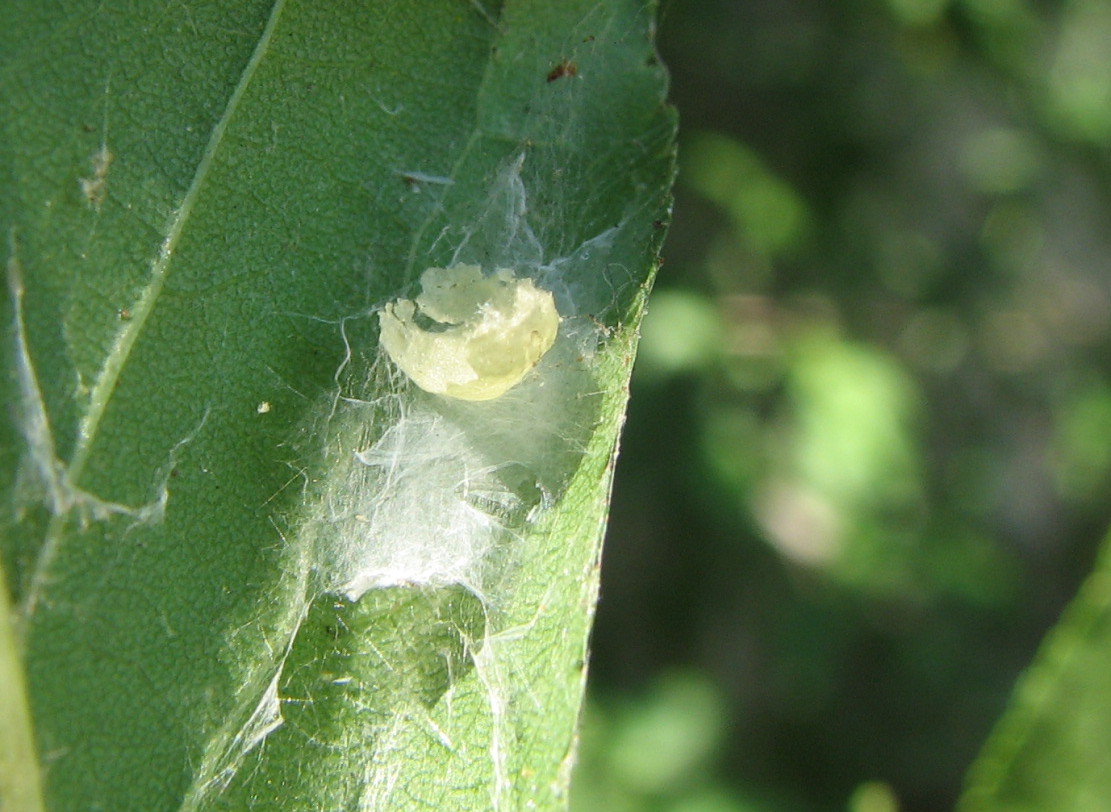 Theridion sp.