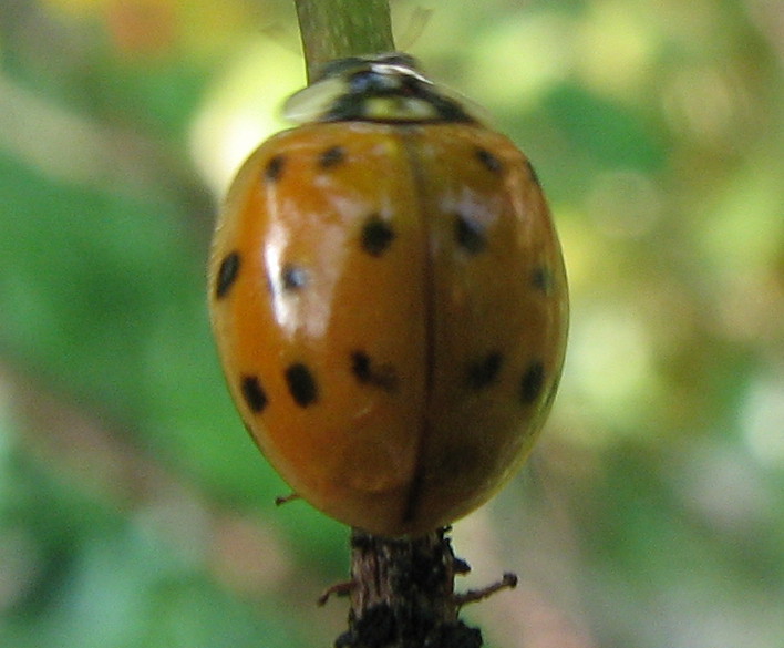 Coccinelle