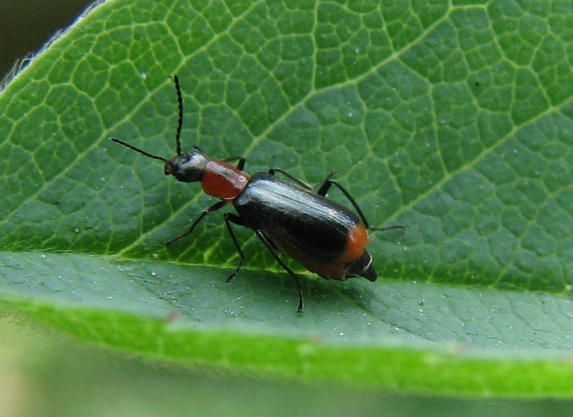 Chrysomelide - no, Malachiidae