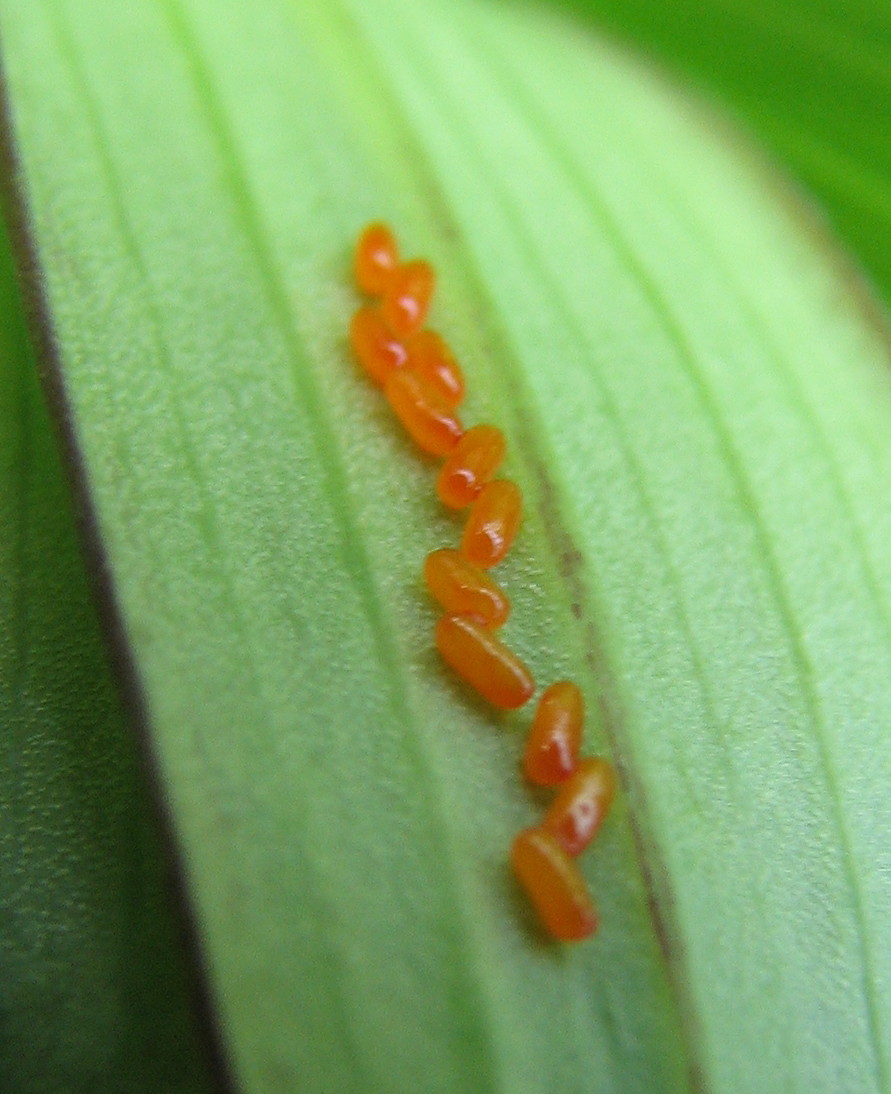 uova di lilioceris lilii?