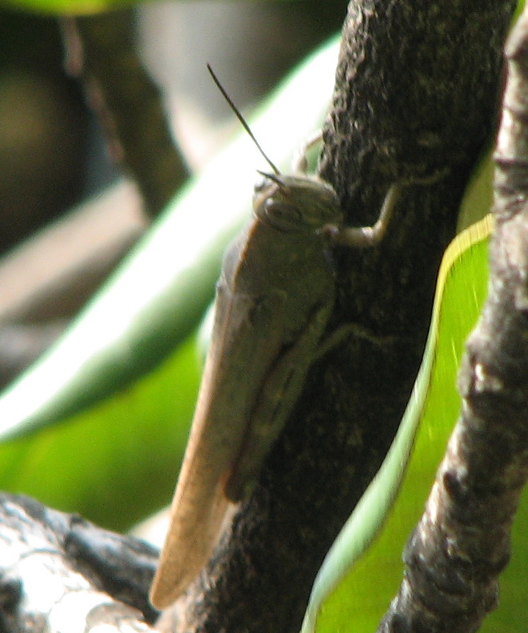 Cavalletta: Anacridium aegyptium