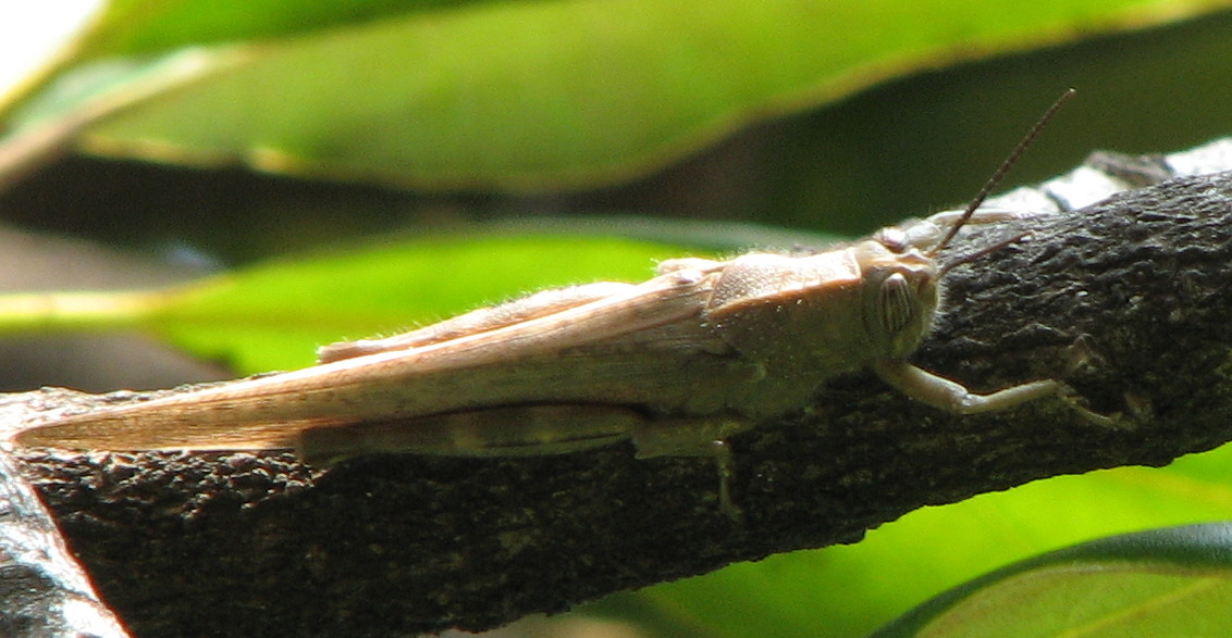 Cavalletta: Anacridium aegyptium