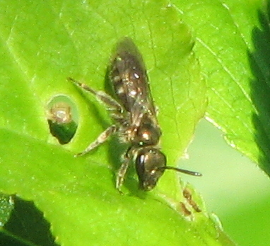 Imenotteri vari