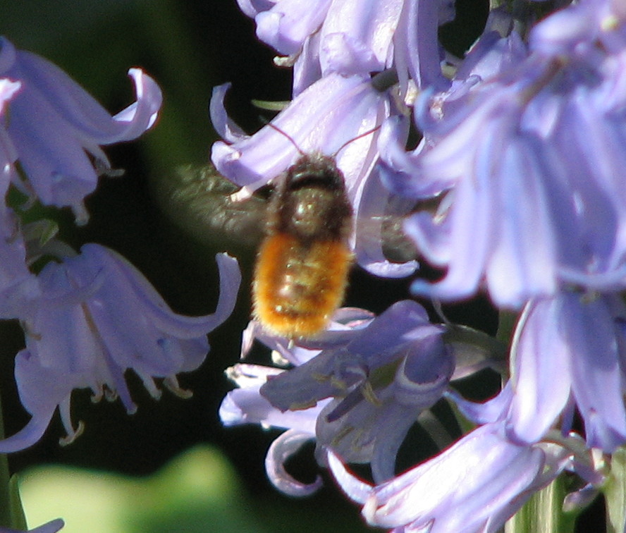 Imenotteri vari