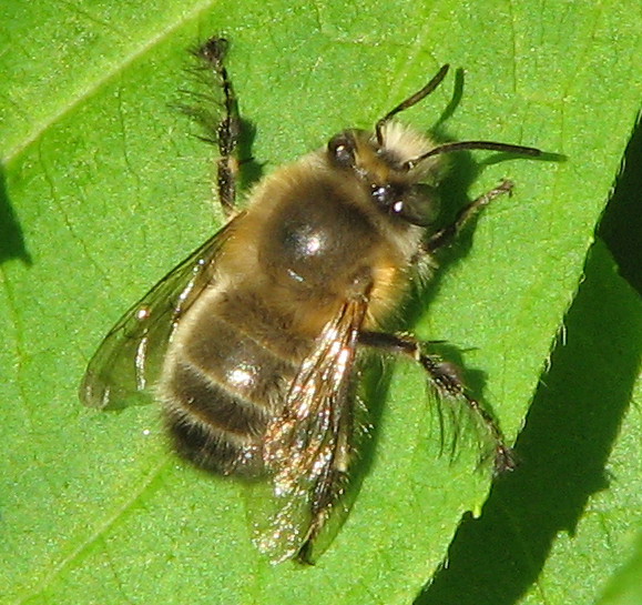 Anthophora plumipes