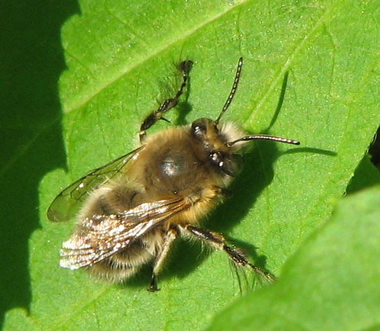 Anthophora plumipes