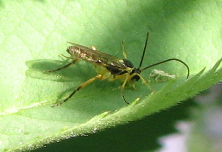 Imenotteri vari