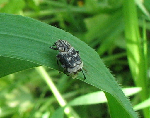 spero sia un insetto - Valgus hemipterus