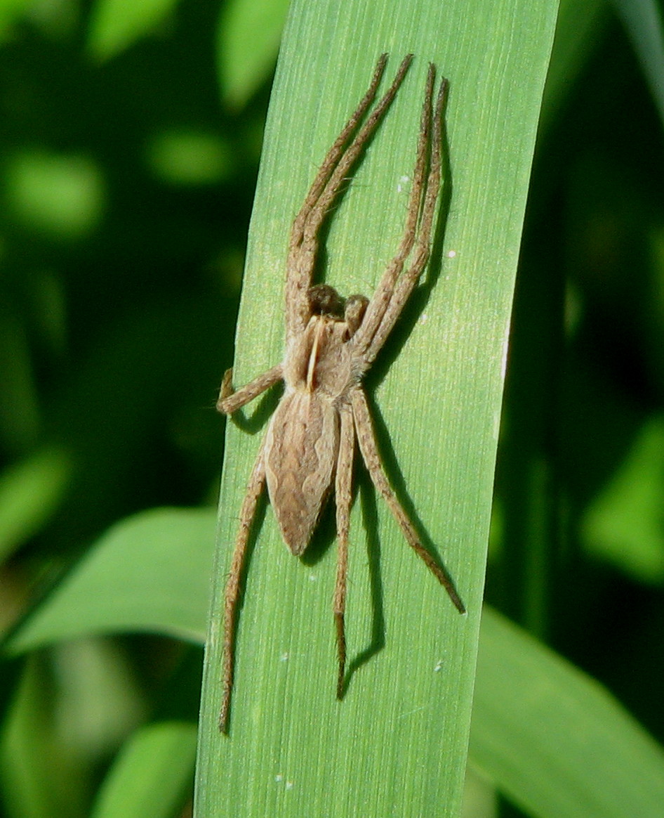 Pisaura mirabilis