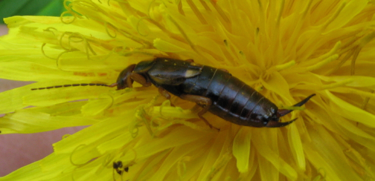 Forficula auricularia