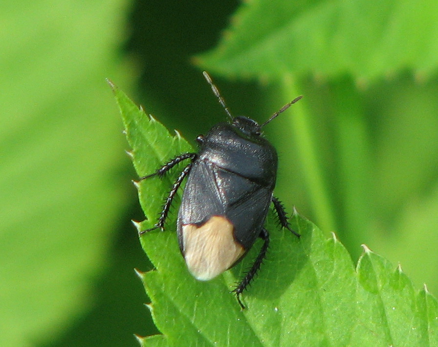 Cydnidae: Cydnus aterrimus