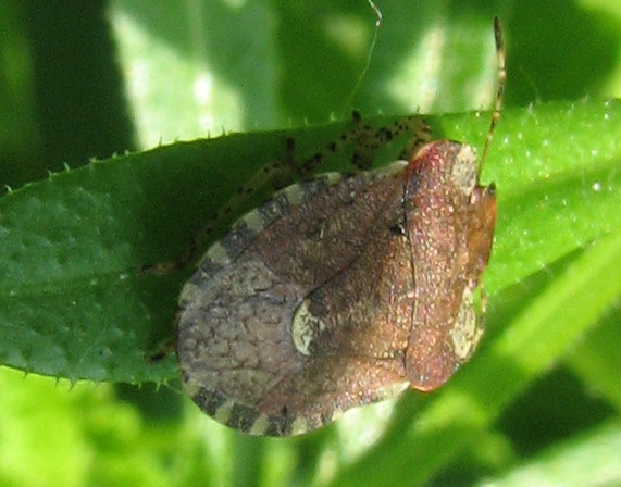 Pentatomidae: Dyroderes umbraculatus