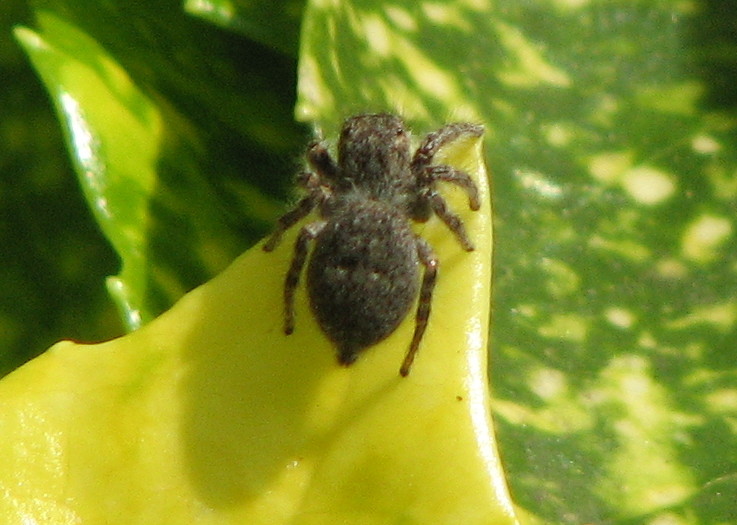 Salticidae