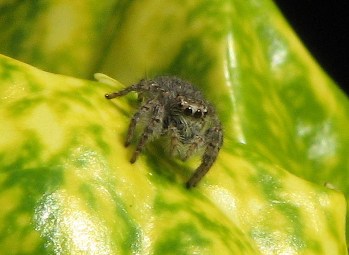 Salticidae